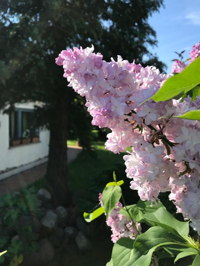 Hering Fewo I Apartment Terrace Wiek auf Rugen Bagian luar foto