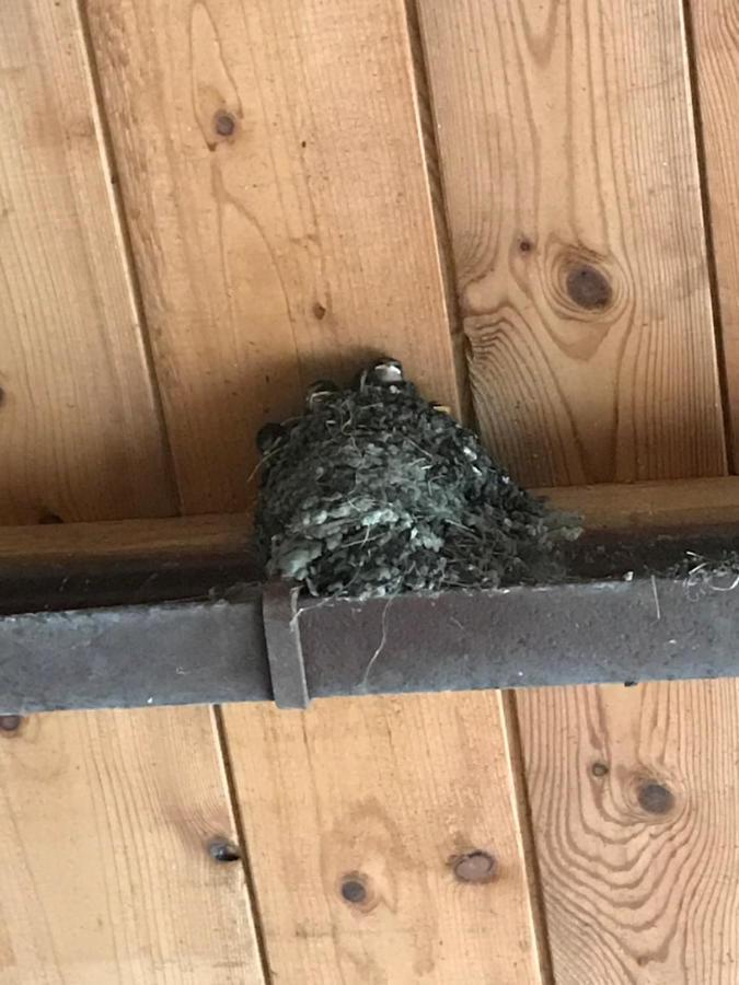 Hering Fewo I Apartment Terrace Wiek auf Rugen Bagian luar foto