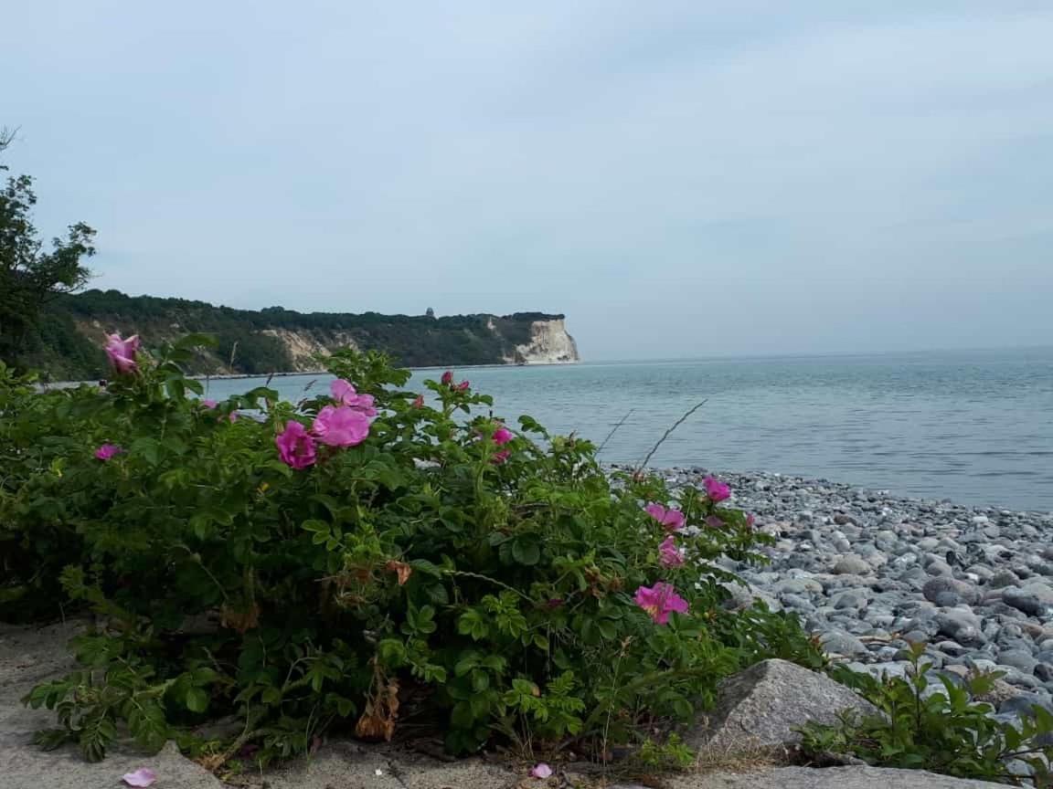 Hering Fewo I Apartment Terrace Wiek auf Rugen Bagian luar foto